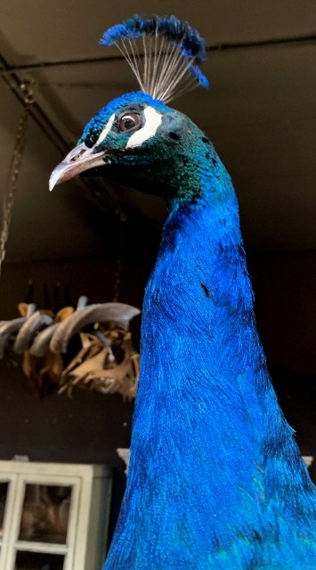 VO 315-B, Taxidermy black wing peacock.