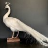 VO 320-B, Ornate stuffed white peacock