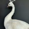 Taxidermy Vulturinum guinea fowl