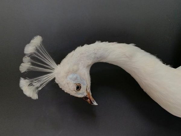 VO 320-B, Ornate stuffed white peacock