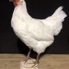 Taxidermy island red chicken