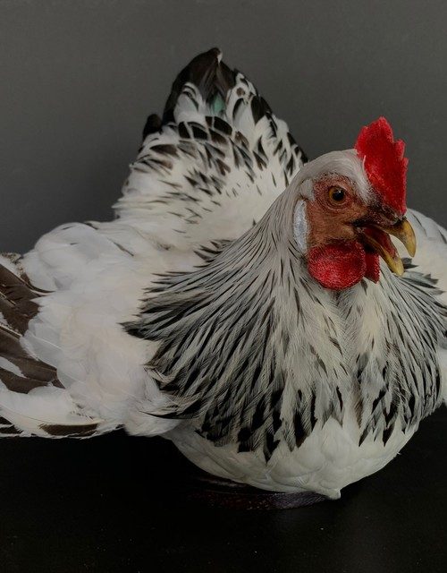 Taxidermy chicken.