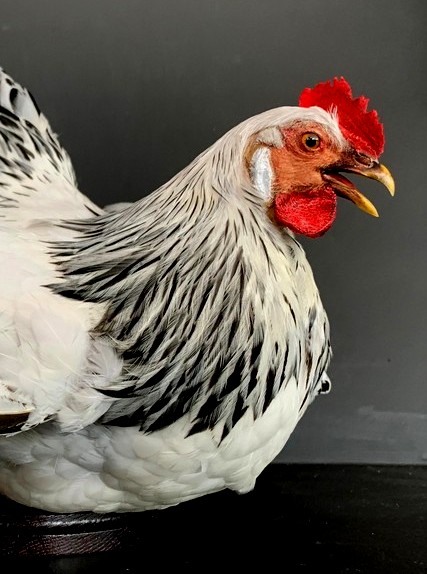 Taxidermy chicken.