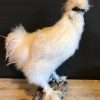 VO 400-A, Crested rooster