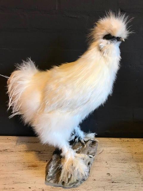 VO 400-A, Crested rooster
