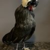 Stuffed crested rooster