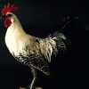 Recently established Brakel Rooster