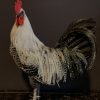 Stately stuffed Brahma rooster