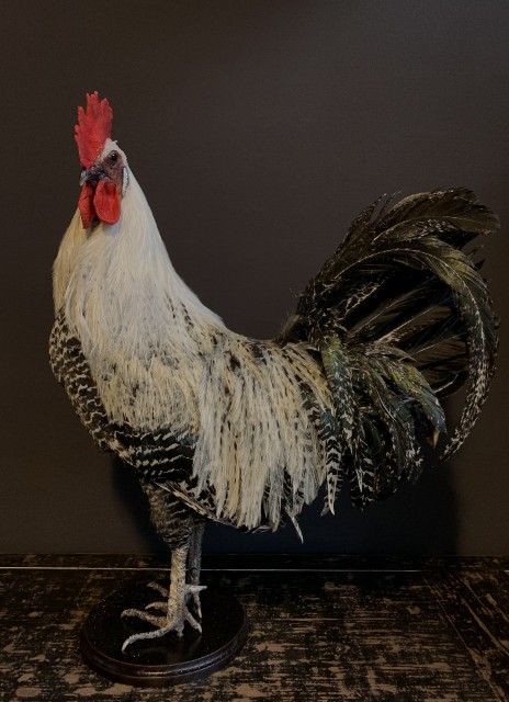 Stately stuffed Brahma rooster