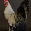 Stately stuffed Brahma rooster