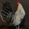 Stately stuffed Brahma rooster