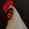 Stately stuffed Brahma rooster