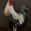 Stately stuffed Brahma rooster