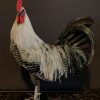 Stately stuffed Brahma rooster