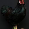 Beautiful taxidermy rooster