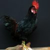 Beautiful taxidermy rooster