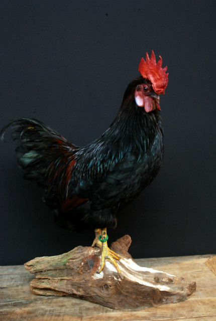 Beautiful taxidermy rooster