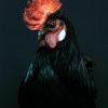 Beautiful taxidermy rooster