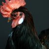 Beautiful taxidermy rooster