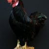 Beautiful taxidermy rooster