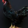 Beautiful taxidermy rooster