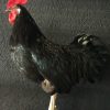 Gracefully taxidermy big black rooster