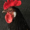 Gracefully taxidermy big black rooster