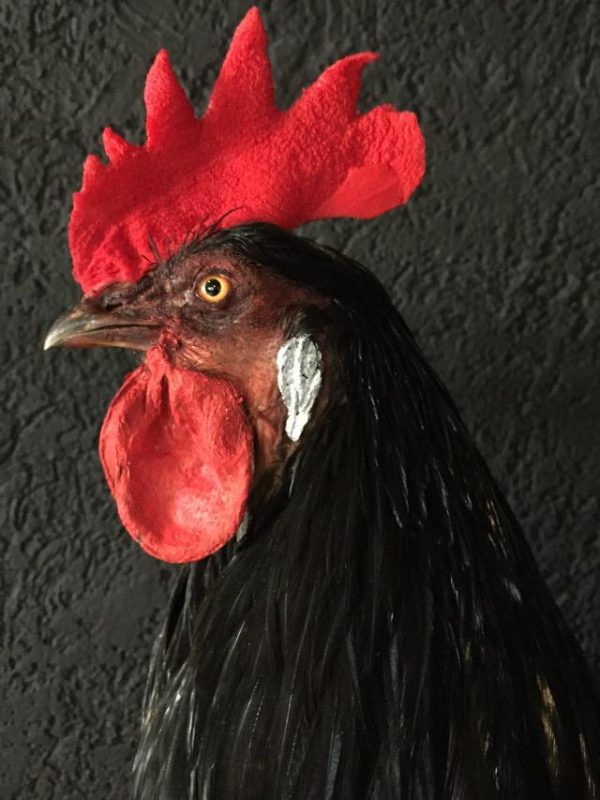 Gracefully taxidermy big black rooster