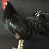 Gracefully taxidermy big black rooster