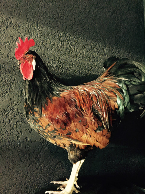 Gracefully taxidermy big rooster