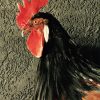 Gracefully taxidermy big rooster