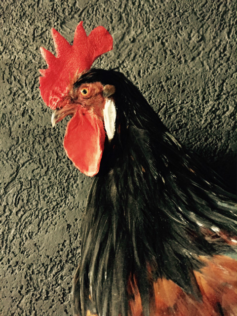 Gracefully taxidermy big rooster