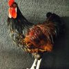 Gracefully taxidermy big rooster