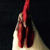 Gracefully taxidermy white cock