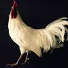 Gracefully taxidermy white cock