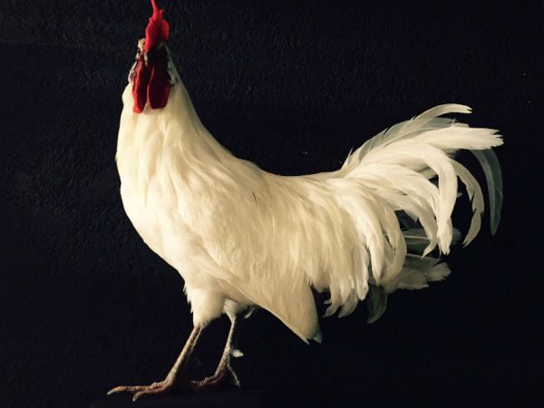 Gracefully taxidermy white cock