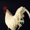 Gracefully taxidermy white cock