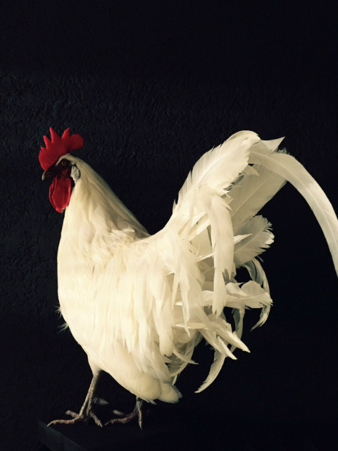 Gracefully taxidermy white cock