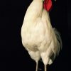 Gracefully taxidermy white cock