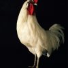 Gracefully taxidermy white cock