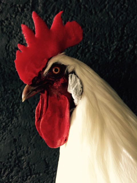 Gracefully taxidermy white cock