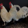 Stately stuffed white rooster