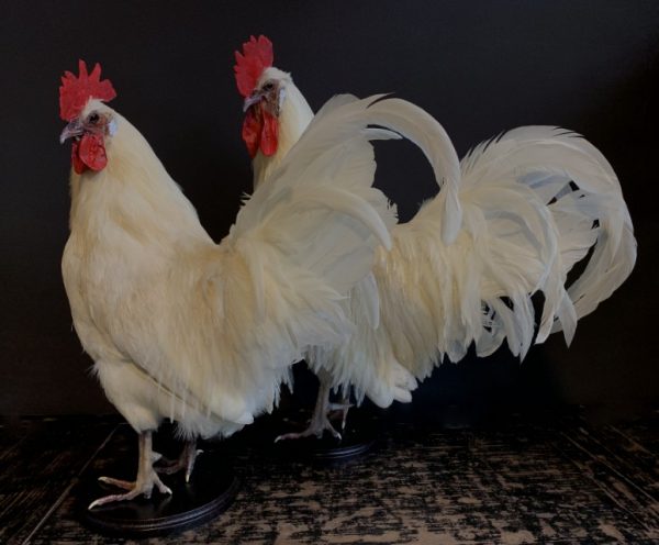 Stately stuffed white rooster