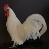 Stately stuffed white rooster