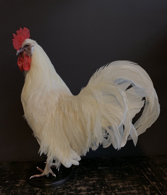 Stately stuffed white rooster