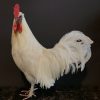 Stately stuffed white rooster