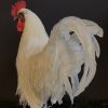 Stately stuffed Brahma rooster