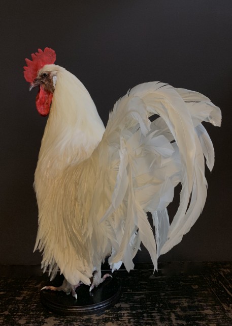 Stately stuffed white rooster