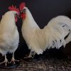 Stately stuffed white rooster