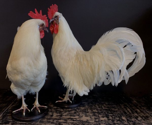 Stately stuffed white rooster